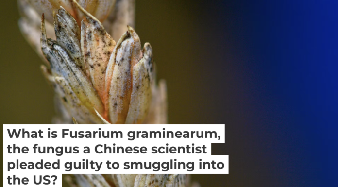 Wheat infected by Fusarium, a toxic fungus, has kernels that appear white with orange at the base. Klaus-Dietmar Gabbert/picture alliance via Getty Images